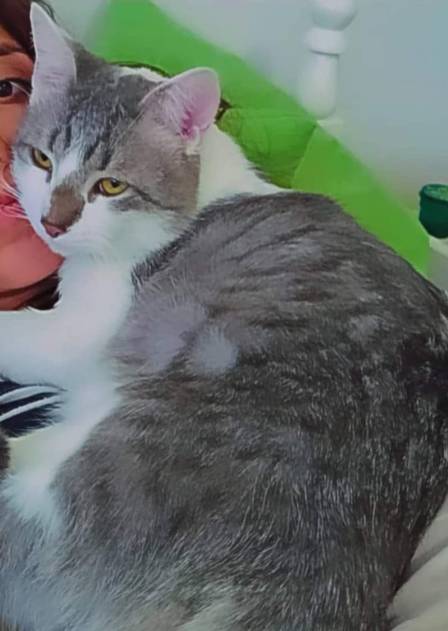 A missing cat on a plane is causing outrage in Bolivia, and the task force is trying to find the cats