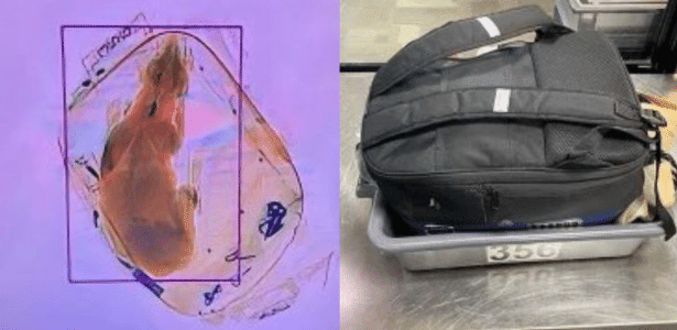 A dog was seen inside a backpack at the airport's x-ray machine