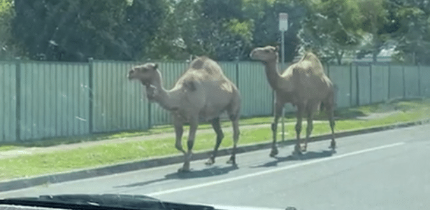 Camels have escaped from a "living cradle" and are wreaking havoc on a street in Australia