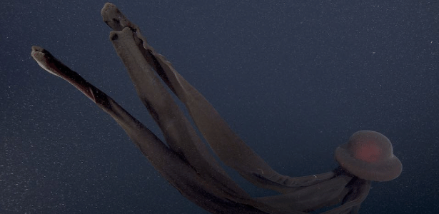 Giant and rare jellyfish were spotted at a depth of one kilometer;  a look