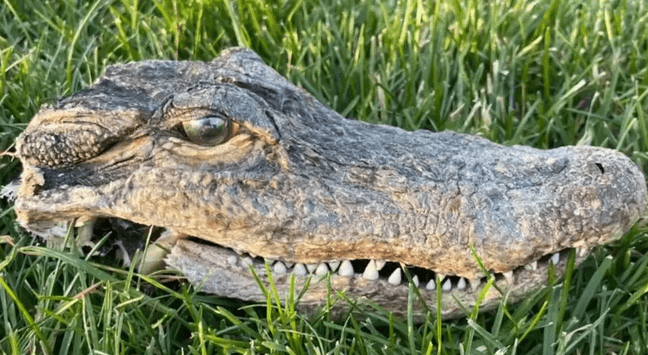 An alligator's head was found in the backyard