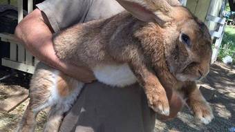 There is a carrot!  These Giant Breeds Of Rabbit Have Become Popular Pets All Over The World - NEWS