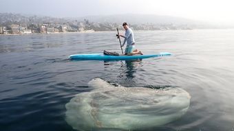 This giant fish is perhaps nature's biggest waste of energy